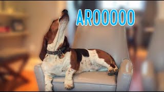 basset hound howling like a cow [upl. by Nilok]