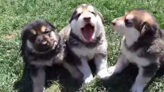 Crying German Shepherd puppies [upl. by Fabiano560]