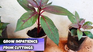 How to grow impatiens from cuttings  impatiencs plant propagation [upl. by Swirsky754]