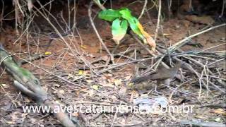 Aracuã Ortalis guttata Speckled Chachalaca MVI8254 [upl. by Segroeg]