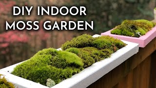 How To Grow Indoor Live Moss Garden  Where To Find Moss  Moss Care Tips  DIY Moss Tray [upl. by Kit]