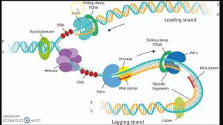 RIPASSONE  Biologia molecolare 2 Replicazione trascrizione e traduzione [upl. by Adiazteb]