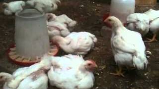 Rock Cornish Game Hens  4 weeks old [upl. by Bozovich]