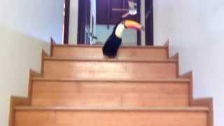 Toucan Hopping Down the Stairs [upl. by Nagear]