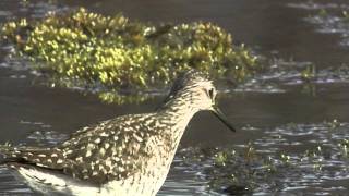 Separating Wood and Green Sandpipers [upl. by Hnib64]