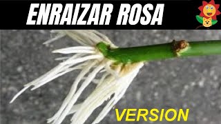 COMO REPRODUCIR ROSAS POR ESQUEJES Version Resumida Gato Garden [upl. by Yelyac]