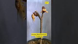 Metamorfosis Tonggeret hewan metamorphosis serangga reel [upl. by Aikym]