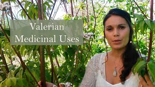 Medicinal Uses of Valerian Valeriana officinalis [upl. by Yartnod]