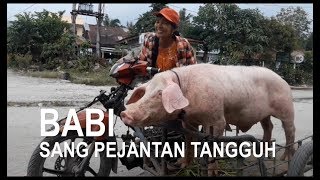 BABI Sang Pejantan Tangguh di Nagojor [upl. by Anidan]