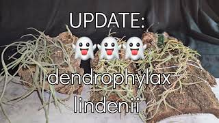 UPDATE  👻👻👻 dendrophylax lindenii [upl. by Enelcaj]