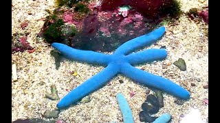 アオヒトデ Blue linckiaBlue sea star Linckia laevigata [upl. by Plotkin]