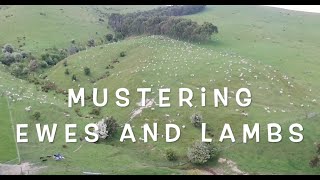 Paul moving sheep with 4 kelpies DRONE FOOTAGE [upl. by Pero647]