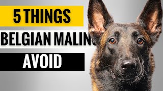 5 Things You Must Never Do to Your Belgian Malinois [upl. by Struve645]