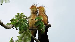 BIRD GUIRA CUCKOO couple singing GUIRA GUIRA ANUBRANCO RABODEPALHA ANUDOCAMPO [upl. by Eleon]