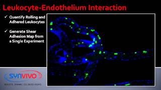 LeukocyteEndothelium Interaction [upl. by Naujtna]