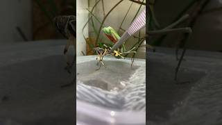 Praying mantis eating  Timelapse [upl. by Leugimesoj]