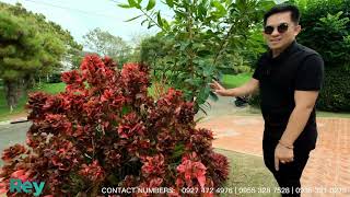 House tour 955● American House inspired For Sale Royal Pines Tagaytay [upl. by Akeim]