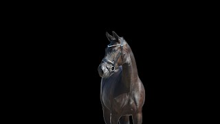 FOR SALE NEAs FANTASTICA 2020 Old mare by For RomanceDonnerball [upl. by Darrin756]