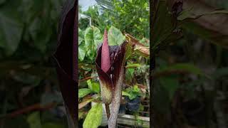 Amorphophallus spectabilis fully bloom nature relaxing amorphophallus gardening plantvanjava [upl. by Neelhsa268]