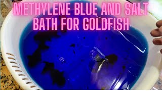 Methylene blue and salt bath treatment for goldfish [upl. by Dorene]