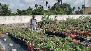 Fungicides for Adenium hyderabadadeniums 9014408675 [upl. by Koal]