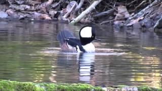 Hooded Merganser [upl. by Zashin]