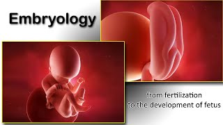 Embryology animation fertilization to development of the nervous system everything in one place [upl. by Lledo423]