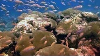 The magical coral reefs of Lakshadweep [upl. by Nnahsal]