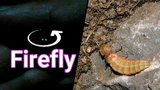 firefly  Lightning bugs  close up of insect on the hand  The forest at night  wildlife bug [upl. by Yhtimit316]