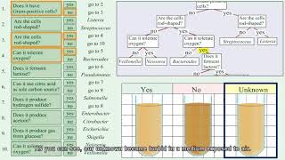 Identification of unknown bacteria using dichotomous keyPart 1 [upl. by Anelah580]