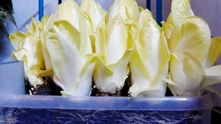 How to grow chicoryendive at home indoors 🌱 [upl. by Unni]