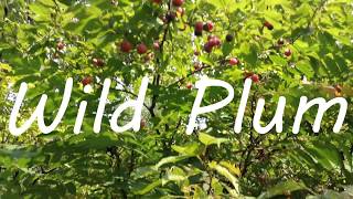 Wild Plum  Identifying amp Foraging American Plum Prunus americana [upl. by Nudnarb428]