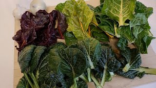 Mid December Meal of Chijimisai and Swiss Chard Picked From My Zone 6 Garden [upl. by Hump]