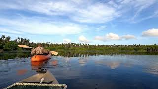 Caiman chasing while kayaking the Great Icacos Lagoon [upl. by Niad967]