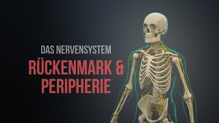 Nervensystem Teil 1 – Rückenmark und periphere Nerven [upl. by Nanreh]