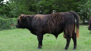 Laird Walk Around  Baby Black Bull for Sale  McCallie Highland Coos [upl. by Lemrahc]