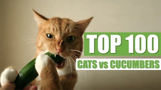 TOP 100 CATS vs CUCUMBERS [upl. by Agan]