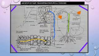 Ascent of Sap in Hindi CROP PHYSIOLOGY [upl. by Pepe]