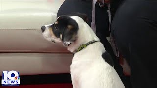 Meet Snoopy 10 News Pet of the Week [upl. by Claire62]