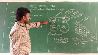 Structure of microsporangium [upl. by Eisac]