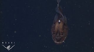 The anglerfish The original approach to deepsea fishing [upl. by Nevlin222]