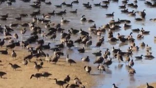 Les outardes au champs inondé [upl. by Nivlad108]