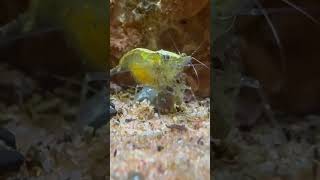 Shrimp sharing its food with snail [upl. by Afatsum]