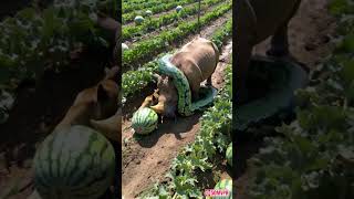 Smart dog helps rhino escape from python [upl. by Yarezed]