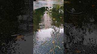 Raindrops ripples in a puddle calming beautiful [upl. by Madden488]