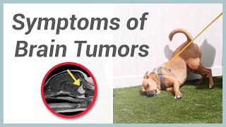 Symptoms of Brain Tumors in Dogs [upl. by Rudolf]