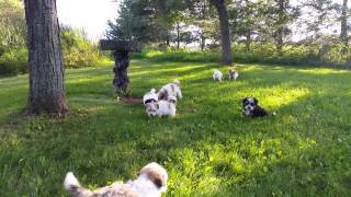 Heavenly Havanese Puppies 2015 [upl. by Atiek]