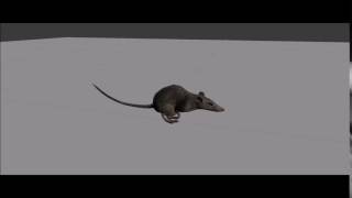 Animation  Rat [upl. by Cressi259]