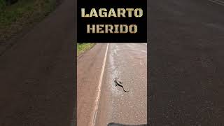 lagarto herido [upl. by Maurizio]