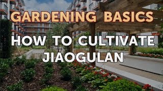 How to Cultivate Jiaogulan [upl. by Notgnillew410]